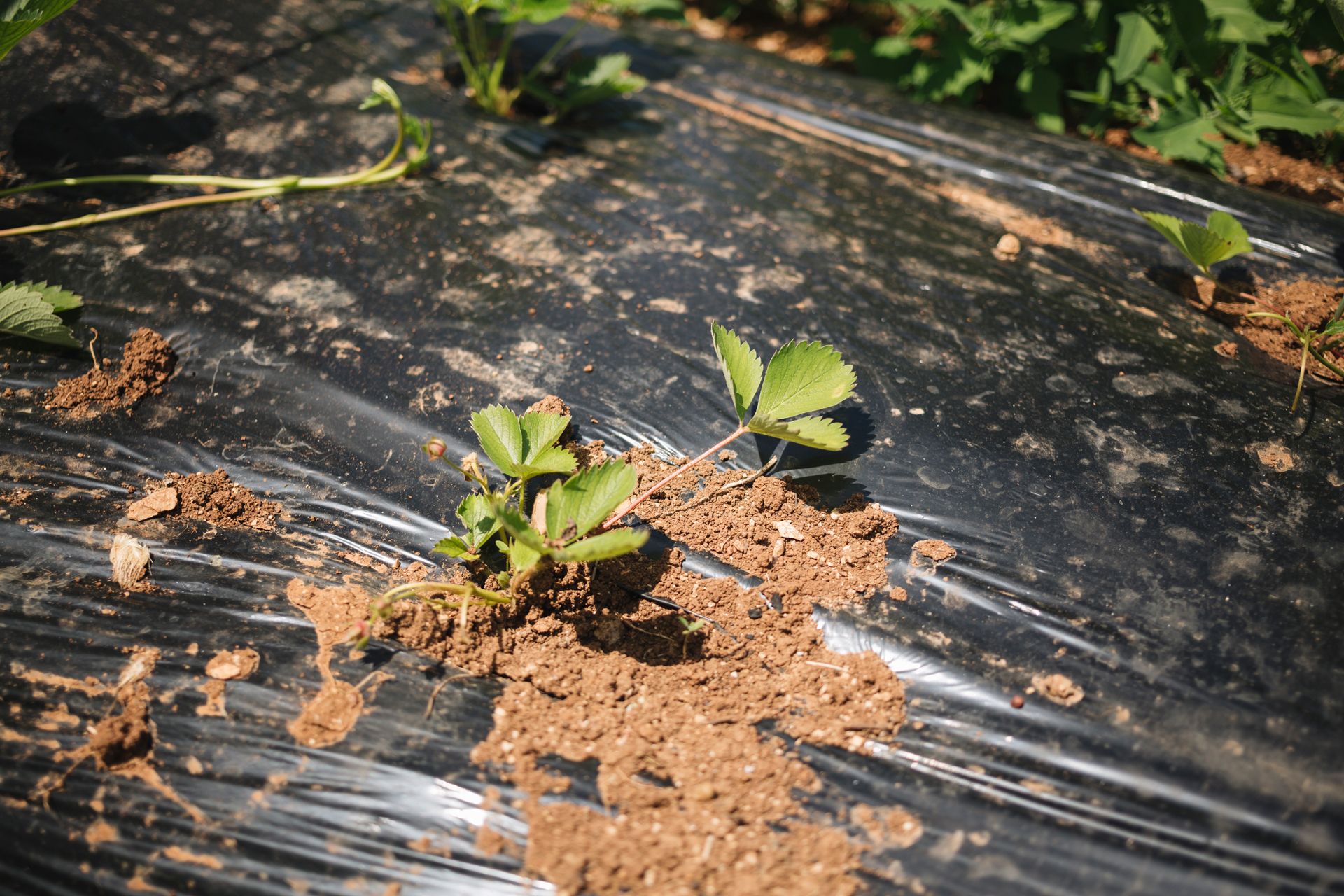 Better Farming with Polythene Covers